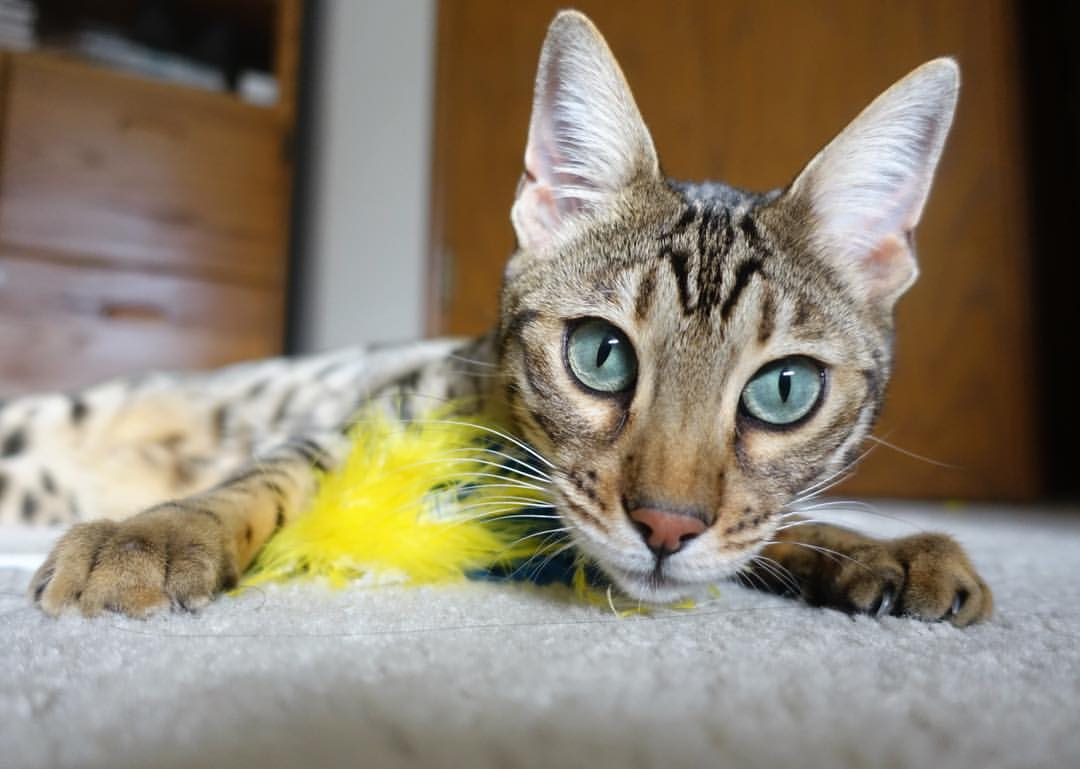 kaiyun开云·官方网站-《2025英雄联盟全球总决赛，冠军之路惊心动魄》，2020年英雄联盟全球总决赛赛程表